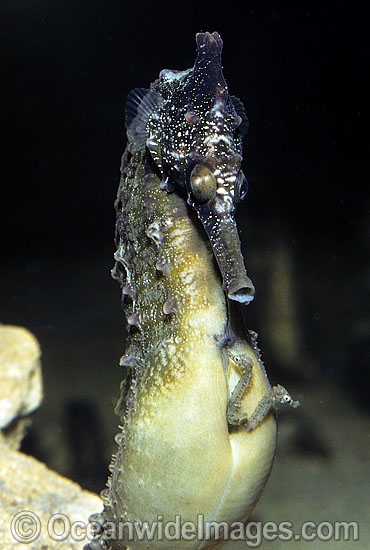 Whites Seahorse giving birth photo Whites Seahorse giving birth photo