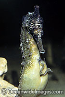 Whites Seahorse giving birth Photo - Rudie Kuiter