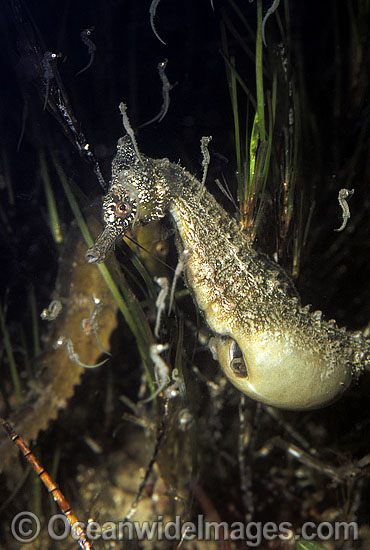 Whites Seahorse giving birth photo Whites Seahorse giving birth photo