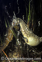 Whites Seahorse giving birth Photo - Rudie Kuiter
