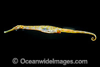 Spiny Pipehorse Solegnathus spinosissimus Photo - Rudie Kuiter