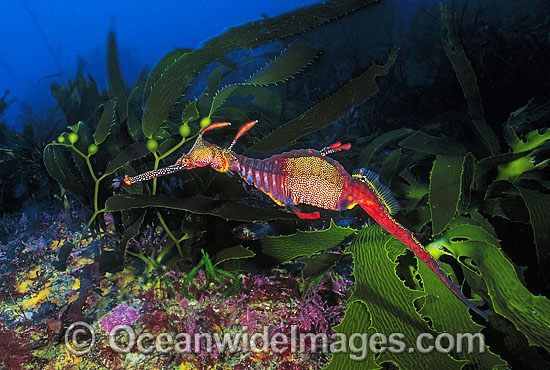 Weedy Seadragon in kelp photo Weedy Seadragon in kelp photo