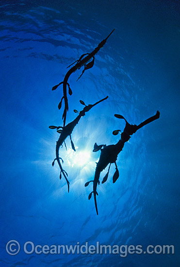 Weedy Seadragon trio silouhetted photo Weedy Seadragon trio silouhetted photo
