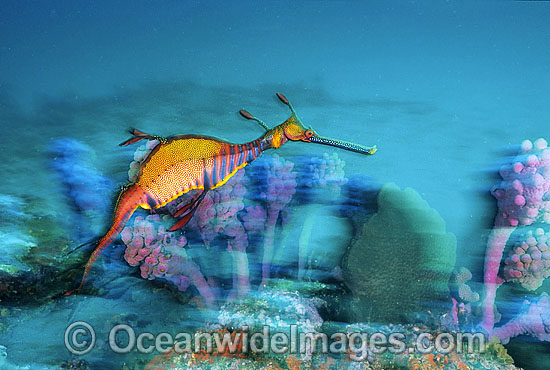 Weedy Seadragon swimming in Sponge Garden photo Weedy Seadragon swimming in Sponge Garden photo
