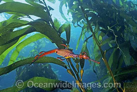 Weedy Seadragon in Giant Kelp forest photo Weedy Seadragon in Giant Kelp forest photo