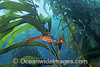 Weedy Seadragon in Giant Kelp forest Photo - Gary Bell