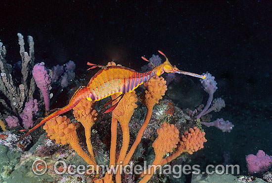 Weedy Seadragon in Sponge Garden photo Weedy Seadragon in Sponge Garden photo