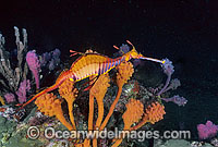 Weedy Seadragon in Sponge Garden Photo - Gary Bell