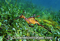 Weedy Seadragon Phyllopteryx taeniolatus Photo - Gary Bell