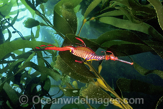 Weedy Seadragon in Giant Kelp forest photo Weedy Seadragon in Giant Kelp forest photo