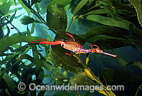 Weedy Seadragon in Giant Kelp forest Photo - Gary Bell