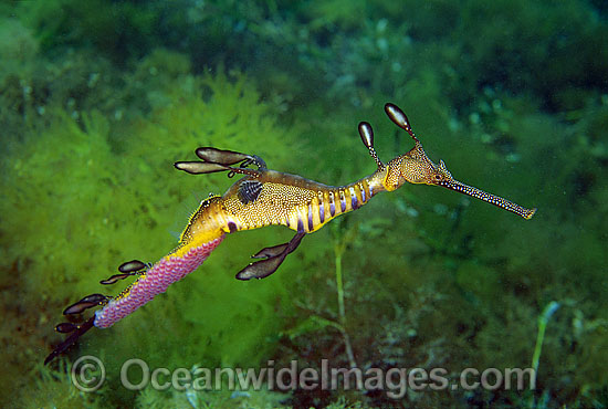 Weedy Seadragon with eggs attached photo Weedy Seadragon with eggs attached photo