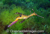 Weedy Seadragon with eggs attached Photo - Gary Bell