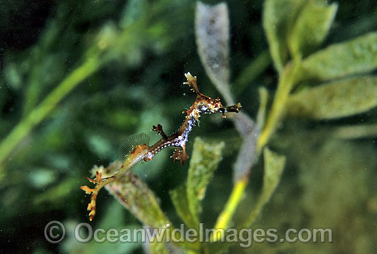 Weedy Seadragon Phyllopteryx taeniolatus photo Weedy Seadragon Phyllopteryx taeniolatus photo