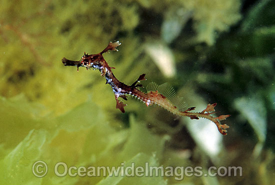 Weedy Seadragon juvenile photo Weedy Seadragon juvenile photo