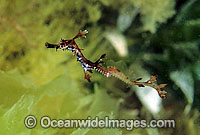 Weedy Seadragon juvenile Photo - Gary Bell