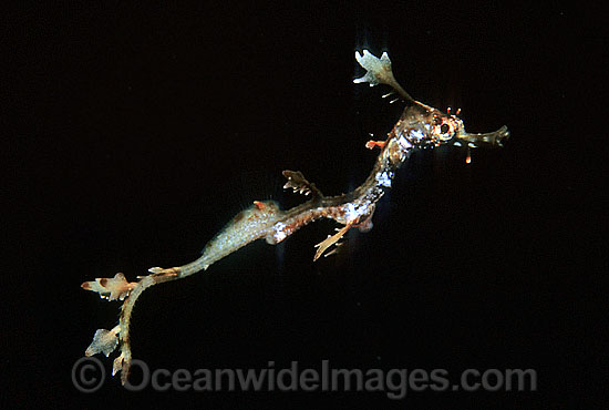 Weedy Seadragon juvenile photo Weedy Seadragon juvenile photo