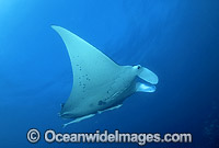 Giant Oceanic Manta Ray Photo - Gary Bell