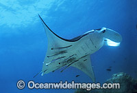 Manta Ray with Remora Suckerfish Photo - Gary Bell