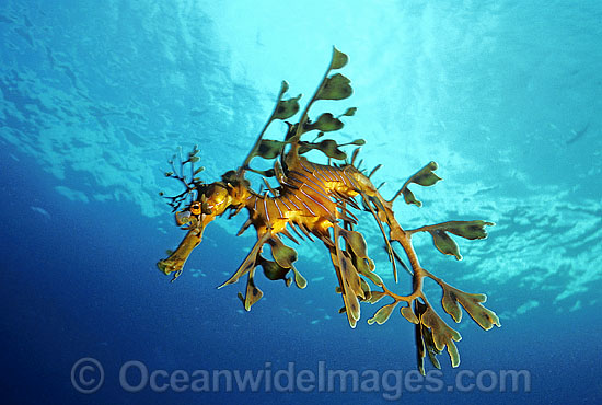 Leafy Seadragon photo