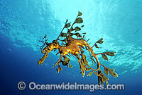 Leafy Seadragon Photo - Gary Bell