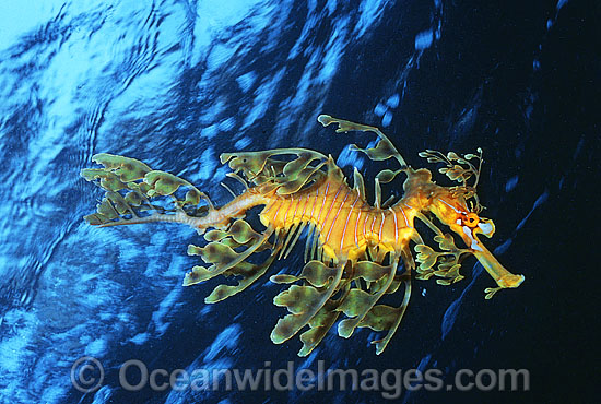 Leafy Seadragon photo Leafy Seadragon photo