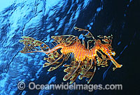 Leafy Seadragon Photo - Gary Bell