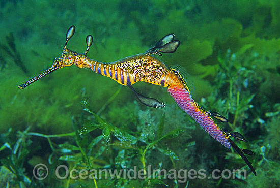 Weedy Seadragon with eggs attached photo Weedy Seadragon with eggs attached photo