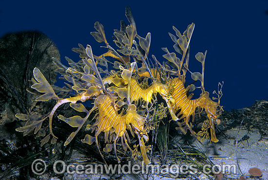 Leafy Seadragon trio photo