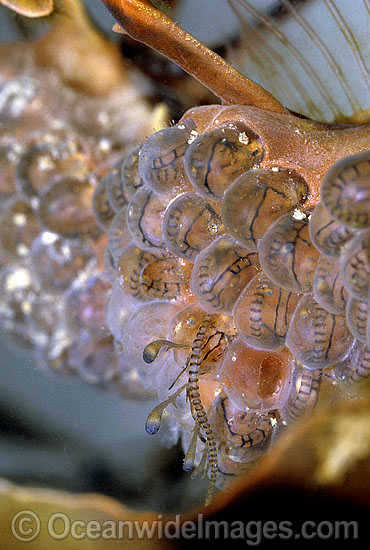 Leafy Seadragon hatchlings emerging from eggs photo Leafy Seadragon hatchlings emerging from eggs photo