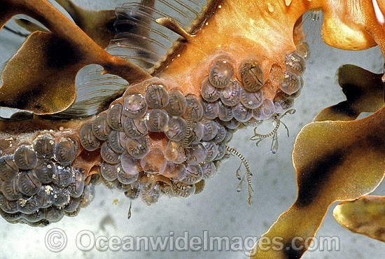Leafy Seadragon newborn hatchlings emerging photo Leafy Seadragon newborn hatchlings emerging photo