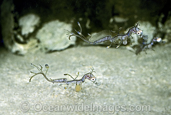 Leafy Seadragon hatchlings with egg yolk photo Leafy Seadragon hatchlings with egg yolk photo