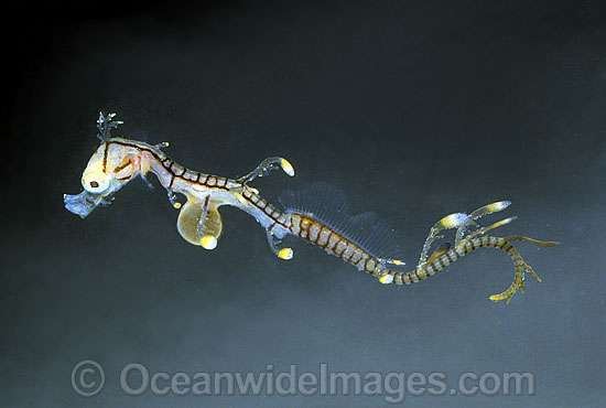 Leafy Seadragon newborn with egg yolk still attached photo Leafy Seadragon newborn with egg yolk still attached photo