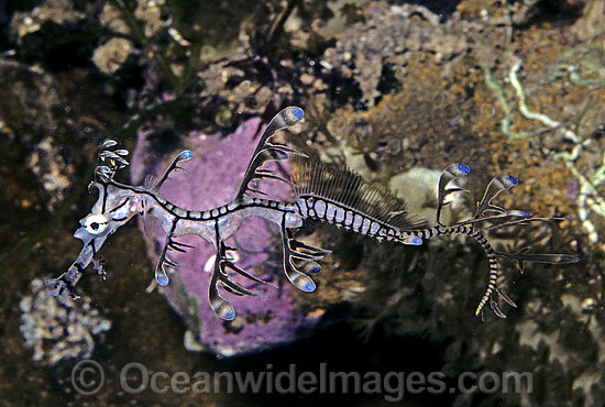 Leafy Seadragon hatchling photo Leafy Seadragon hatchling photo