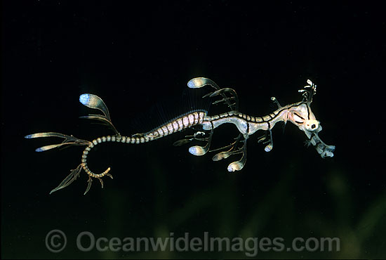 Leafy Seadragon hatchling photo Leafy Seadragon hatchling photo