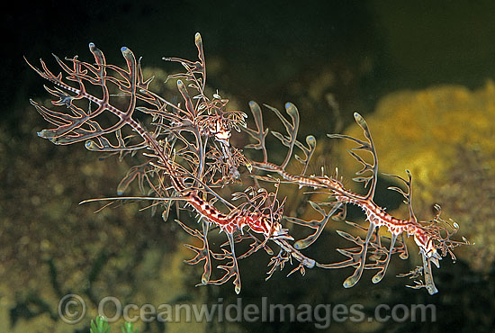 Leafy Seadragon trio photo Leafy Seadragon trio photo