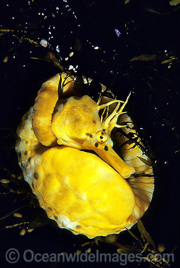 Southern Pot-belly Seahorse photo Southern Pot-belly Seahorse photo