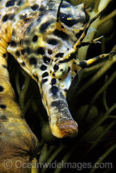 Southern Pot-belly Seahorse photo Southern Pot-belly Seahorse photo