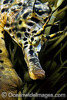 Southern Pot-belly Seahorse Photo - Gary Bell
