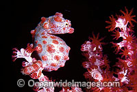 Pygmy Seahorse on Gorgonian Fan Coral Photo - Gary Bell