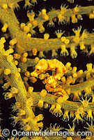 Pygmy Seahorse on Gorgonian Fan Photo - Gary Bell