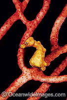 Pygmy Seahorse on Fan Coral Photo - Gary Bell