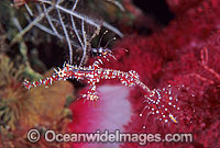Harlequin Ghost Pipefish Photo - Gary Bell