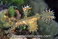 Ghost Pipefish Solenostomus paradoxus Photo - Gary Bell