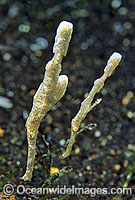 Halimeda Ghost Pipefish Solenostomus sp. Photo - Gary Bell