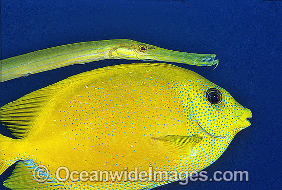 Yellow Trumpetfish and Coral Rabbitfish photo Yellow Trumpetfish and Coral Rabbitfish photo