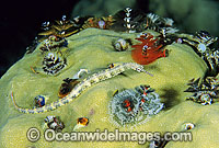 Pipefish with Christmas Tree Worms Photo - Gary Bell