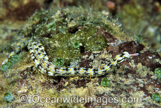 Tropical Pipefish Corythoichthys sp. photo Tropical Pipefish Corythoichthys sp. photo