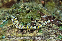 Tropical Pipefish Corythoichthys sp. Photo - Gary Bell