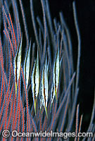 Rigid Shrimpfish in whip coral Photo - Gary Bell